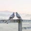 Like mourning doves