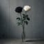 白と黒の薔薇