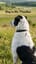 Dog in the Meadow 草原の犬